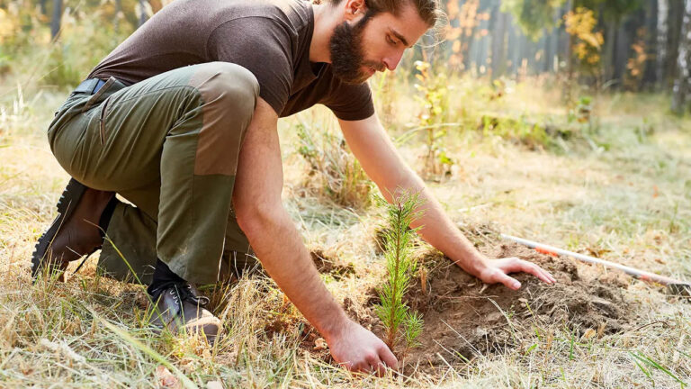 Agua Sólida y su influencia en la reforestación de los bosques de España tras los incendios forestales